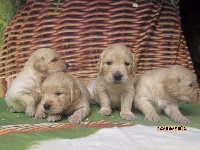 CHIOT
