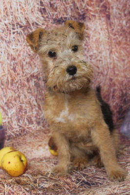 Alcaline femelle noir et feu