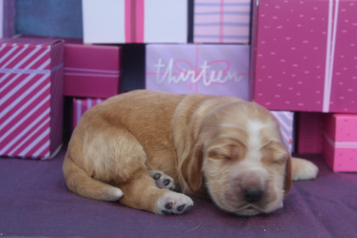 BUDDY Male fauve clair