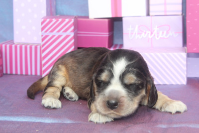 BACCHUS male zibeline