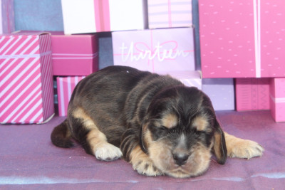 BONNIE Femelle zibeline