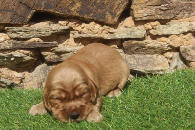 Male fauve