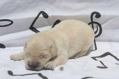 FEMELLE SABLE