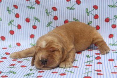 male fauve