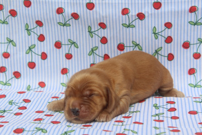 MALE FAUVE