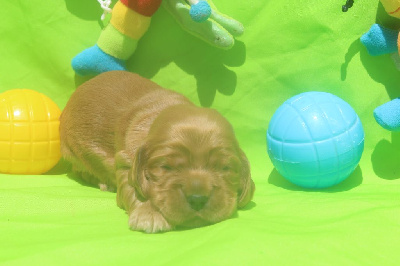 Male fauve