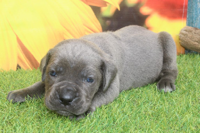 male gris bleu