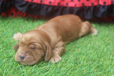 male fauve
