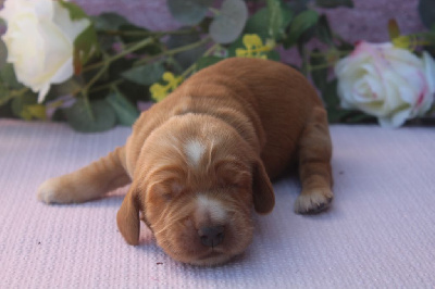 male fauve