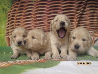 CHIOT