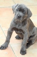 femelle bleu gris (sans collier) ORANE