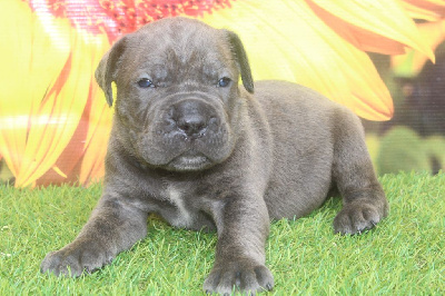 Male gris bleu