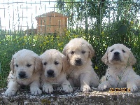 CHIOT