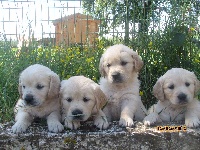 CHIOT