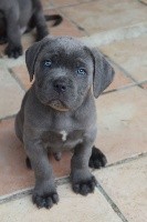 male gris bleu (collier bLANC)