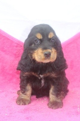 femelle noir et feu SCHWEPPES