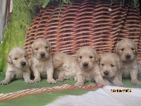 CHIOT