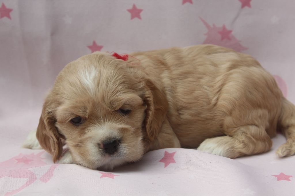 of caniland's dream - Chiots disponibles - American Cocker Spaniel