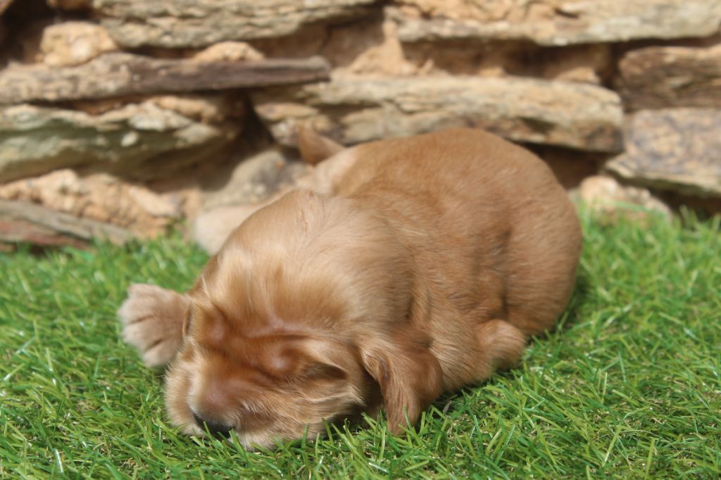 of caniland's dream - Chiots disponibles - Cocker Spaniel Anglais
