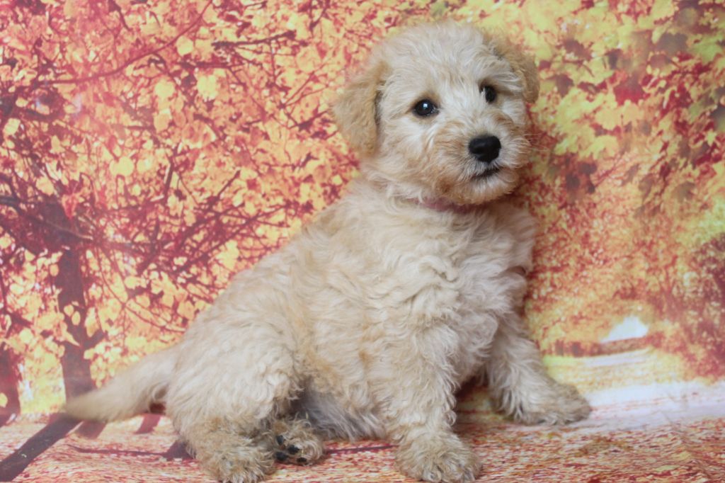 of caniland's dream - Chiots disponibles - Lakeland Terrier