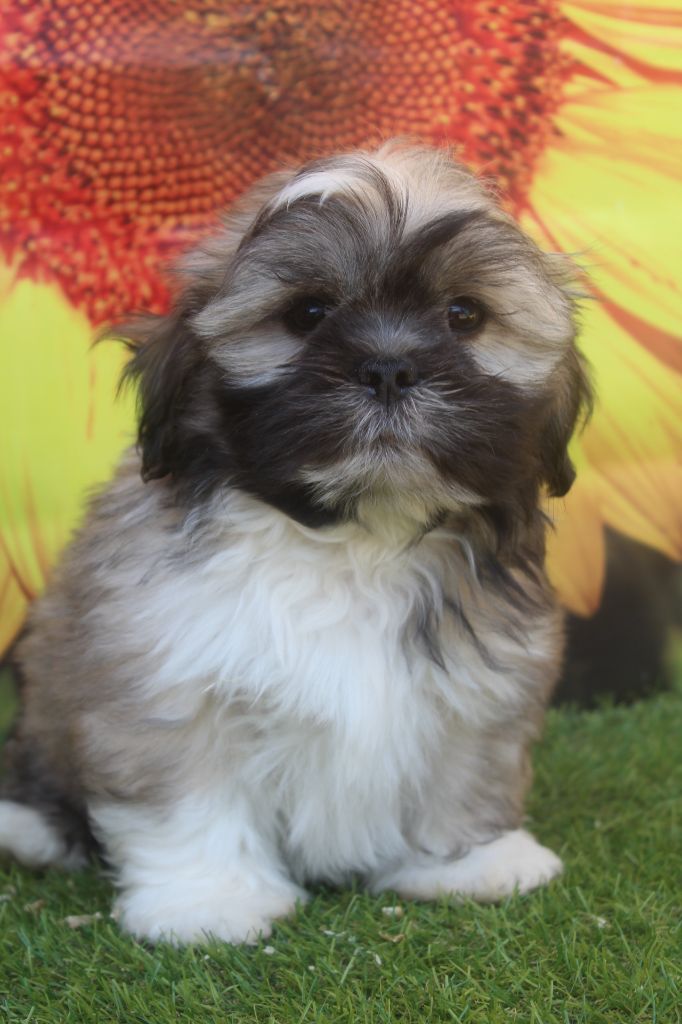 of caniland's dream - Chiots disponibles - Lhassa Apso