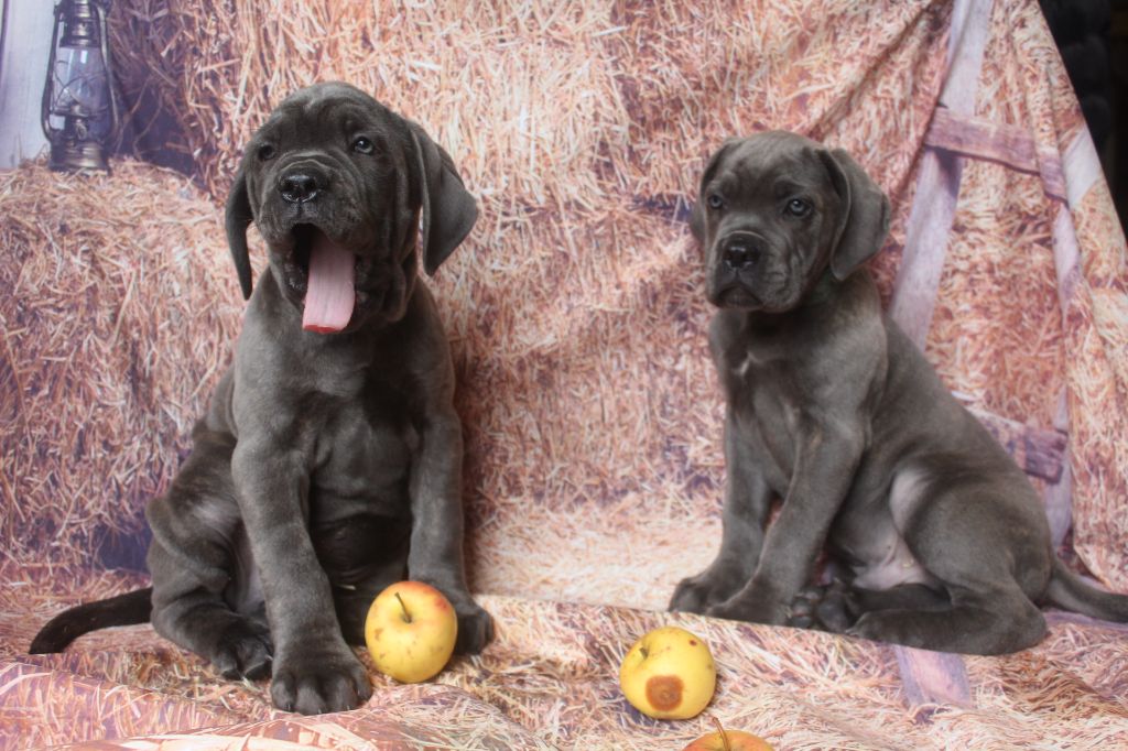 Chiot Cane Corso of caniland's dream