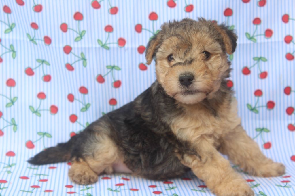 of caniland's dream - Chiots disponibles - Lakeland Terrier