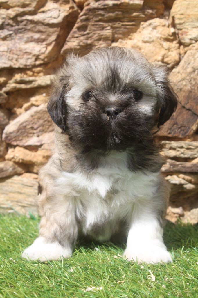 of caniland's dream - Chiots disponibles - Lhassa Apso