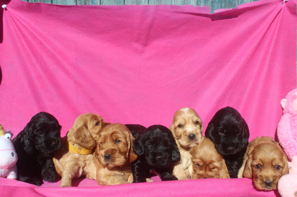 Chiot Cocker Spaniel Anglais of caniland's dream