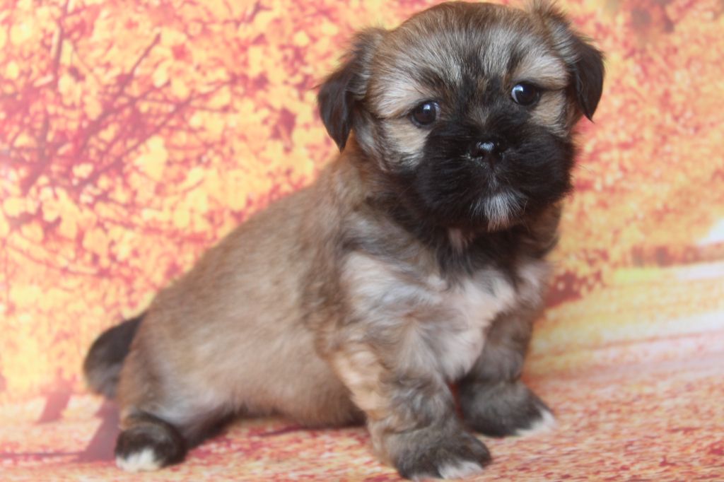 of caniland's dream - Chiots disponibles - Lhassa Apso