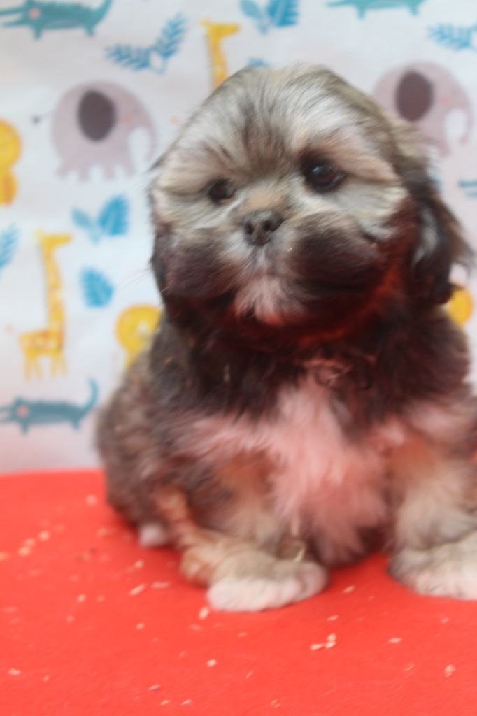 of caniland's dream - Chiots disponibles - Lhassa Apso
