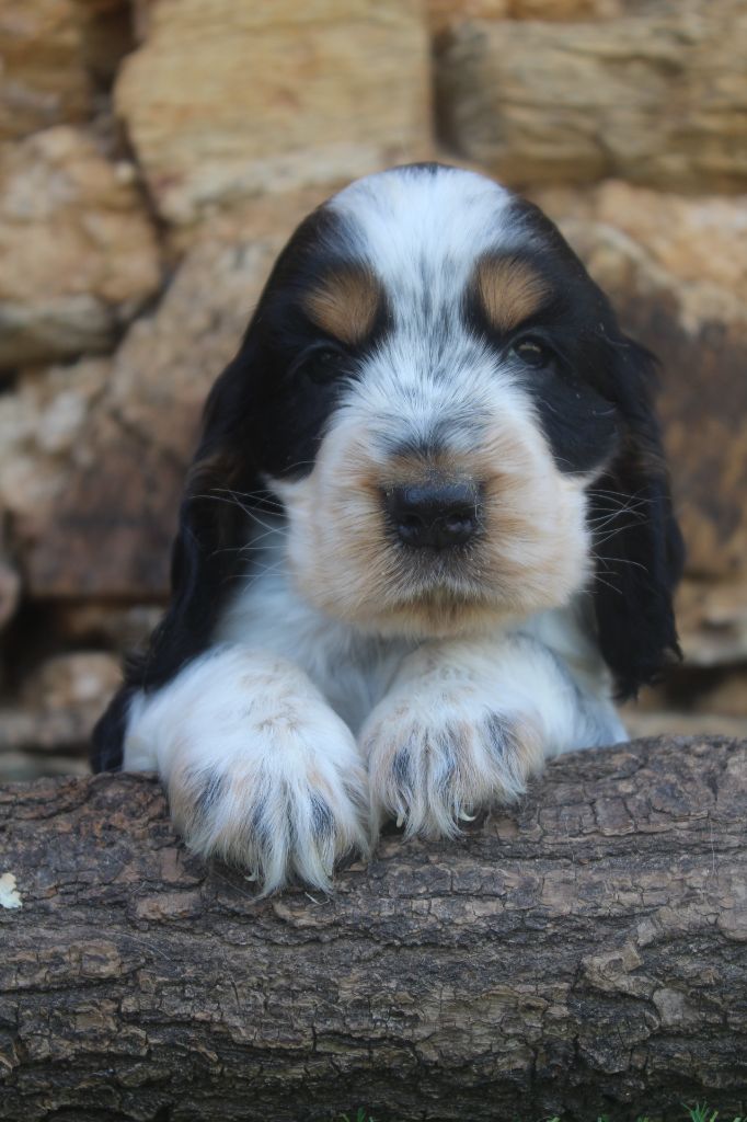 of caniland's dream - Chiots disponibles - Cocker Spaniel Anglais