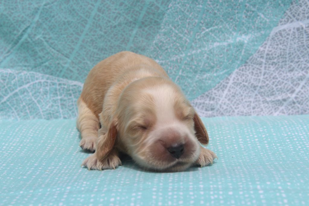 of caniland's dream - Chiots disponibles - Cocker Spaniel Anglais