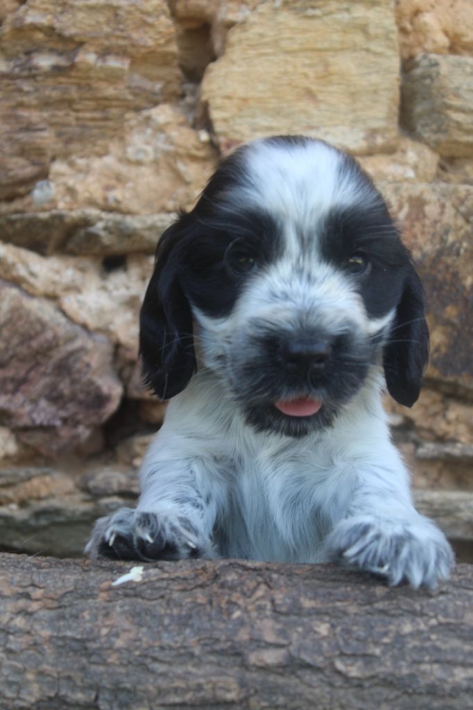 of caniland's dream - Chiots disponibles - Cocker Spaniel Anglais