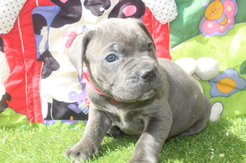 of caniland's dream - Chiots disponibles - Cane Corso