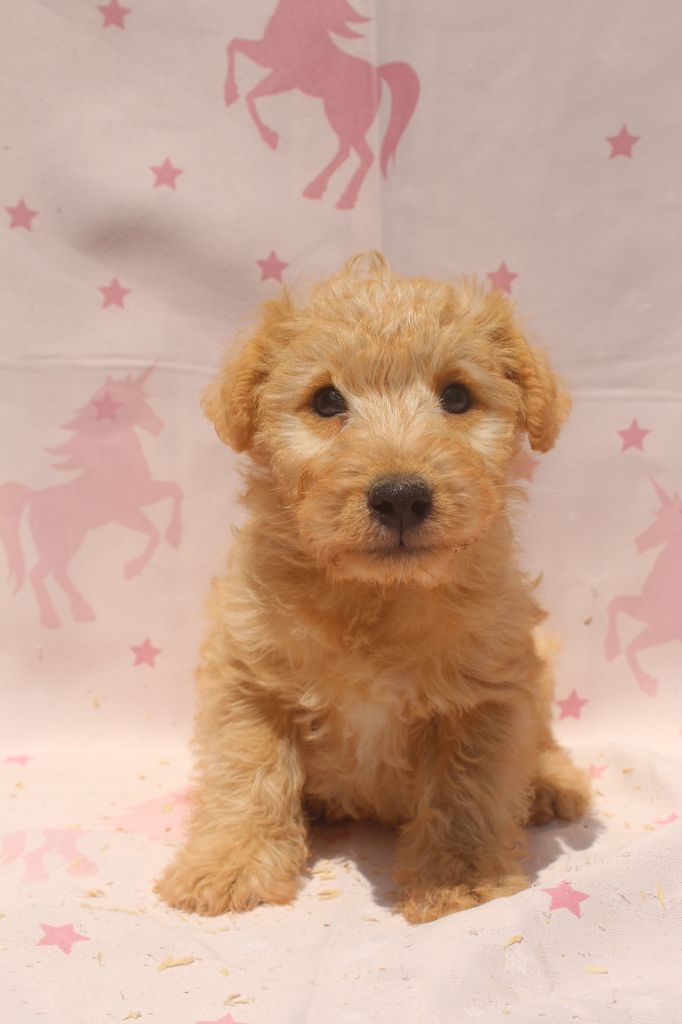 of caniland's dream - Chiots disponibles - Lakeland Terrier
