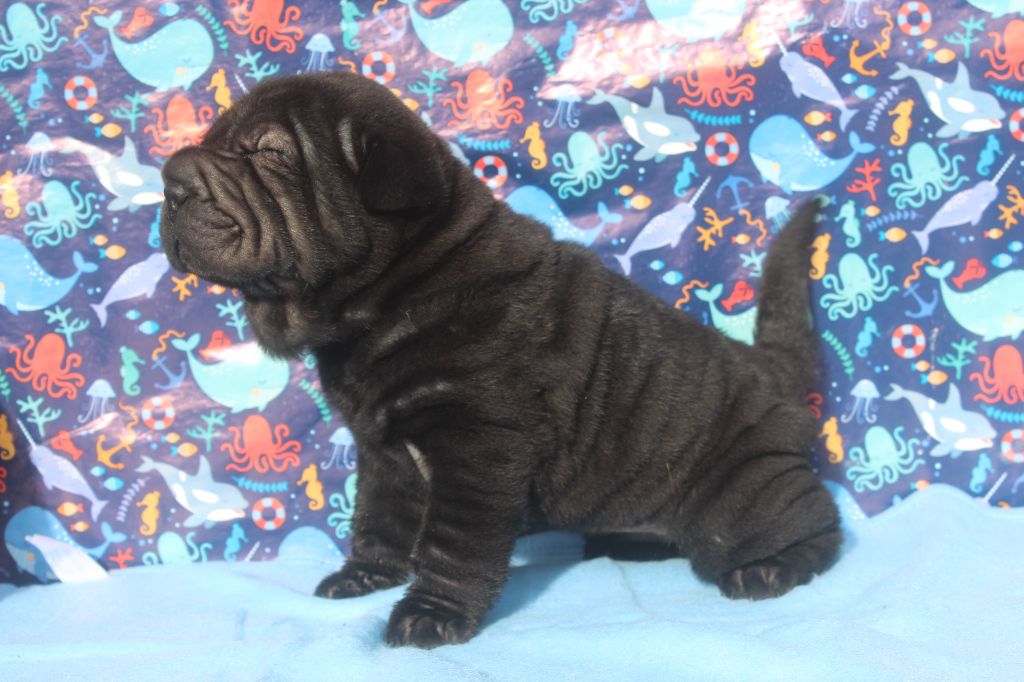 of caniland's dream - Chiots disponibles - Shar Pei