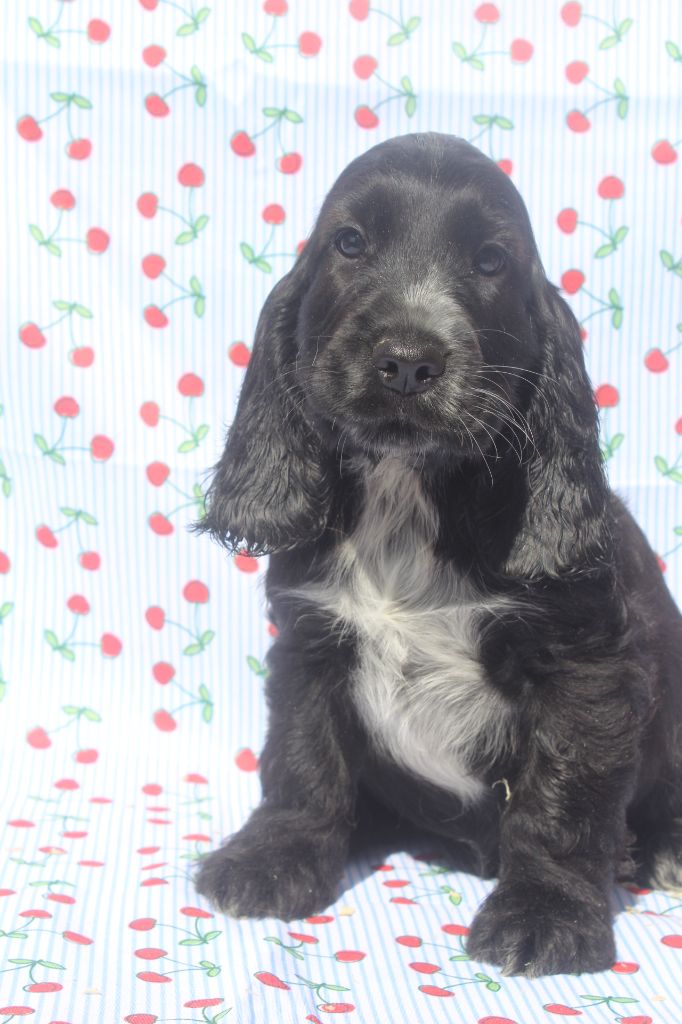 of caniland's dream - Chiots disponibles - Cocker Spaniel Anglais