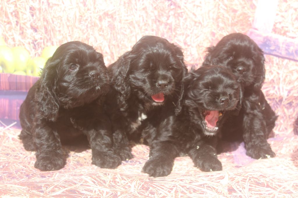 Chiot American Cocker Spaniel of caniland's dream