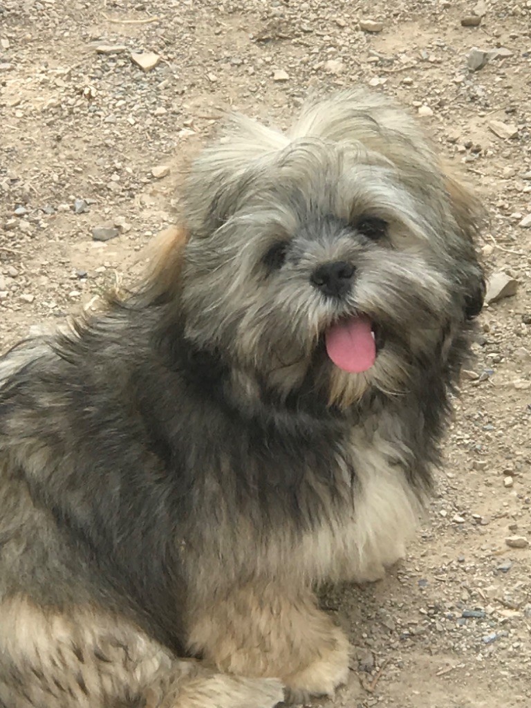 of caniland's dream - Chiots disponibles - Lhassa Apso