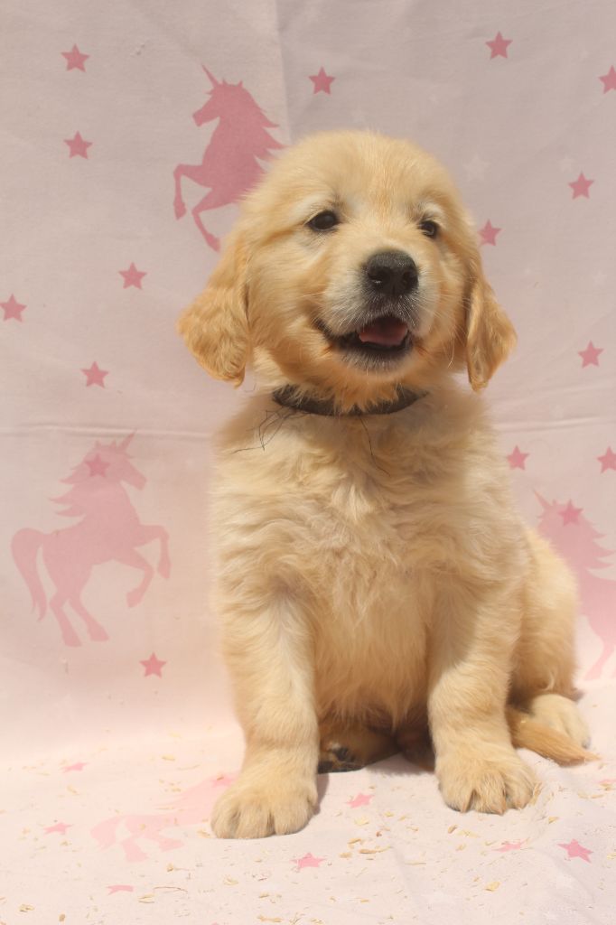 of caniland's dream - Chiots disponibles - Golden Retriever