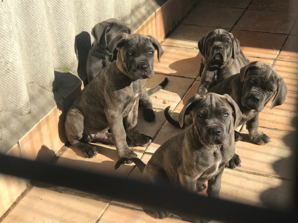 of caniland's dream - Chiots disponibles - Cane Corso