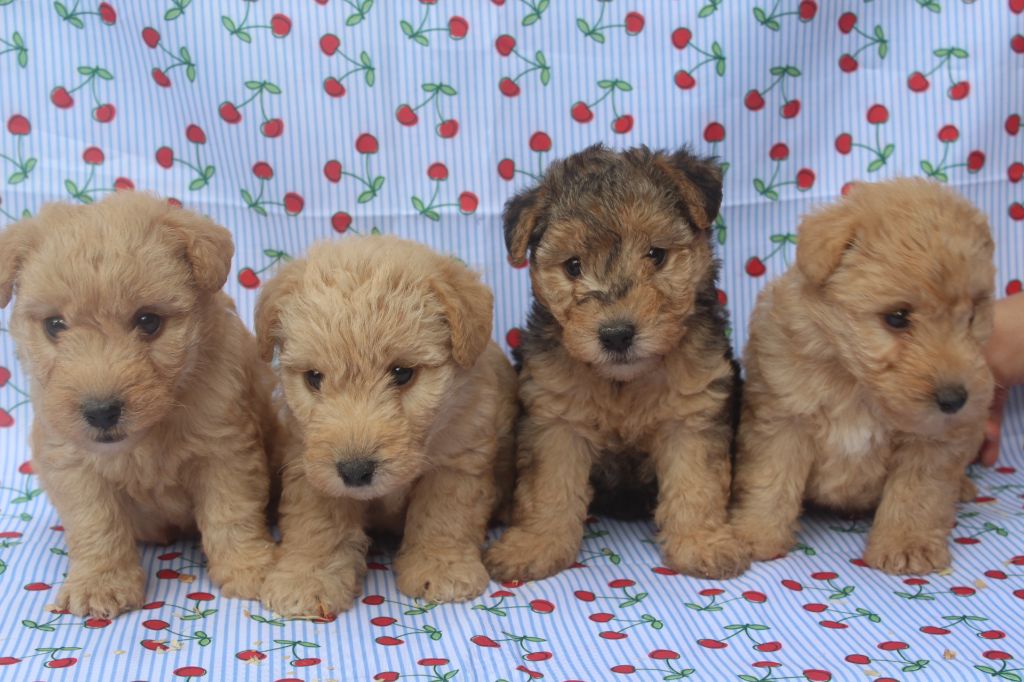 of caniland's dream - Lakeland Terrier - Portée née le 26/07/2025
