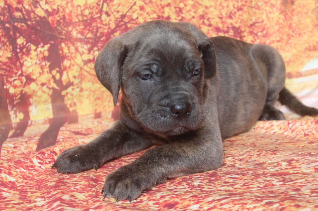of caniland's dream - Chiots disponibles - Cane Corso