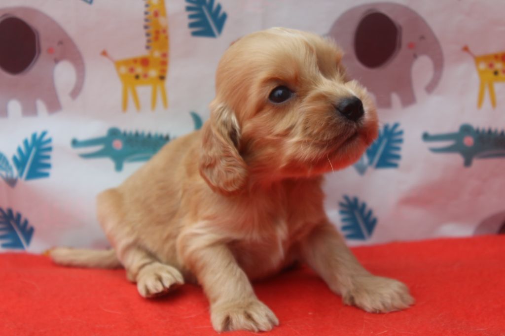 of caniland's dream - Chiots disponibles - Cocker Spaniel Anglais