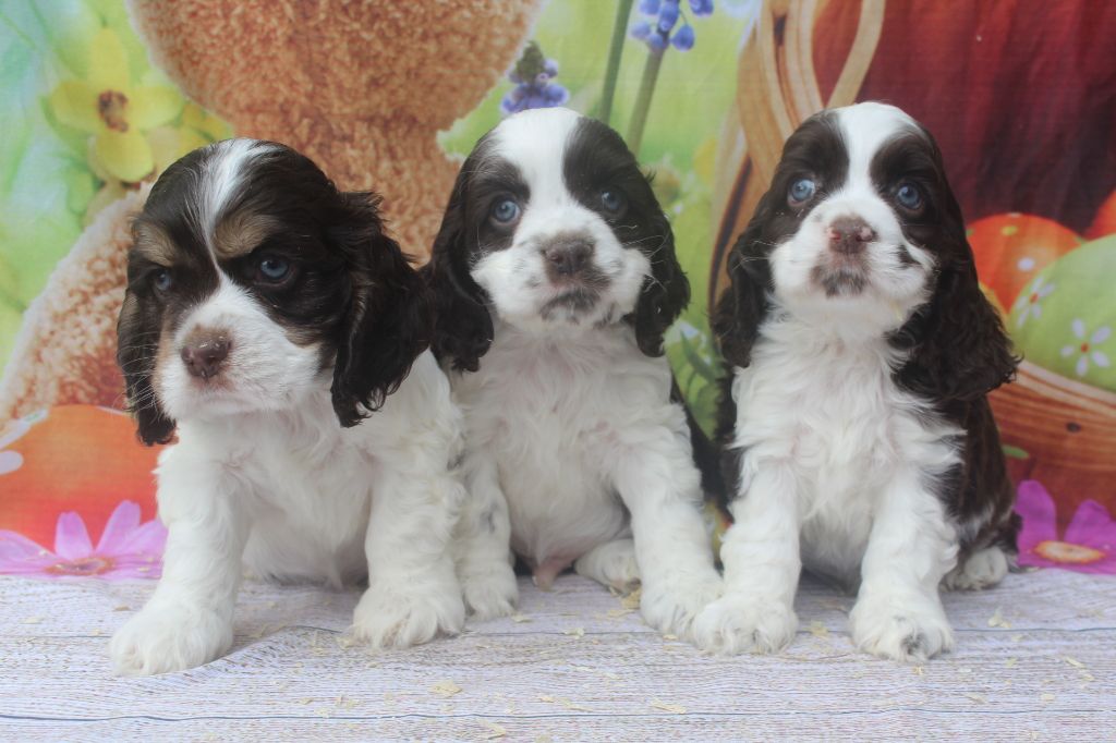 Chiot American Cocker Spaniel of caniland's dream