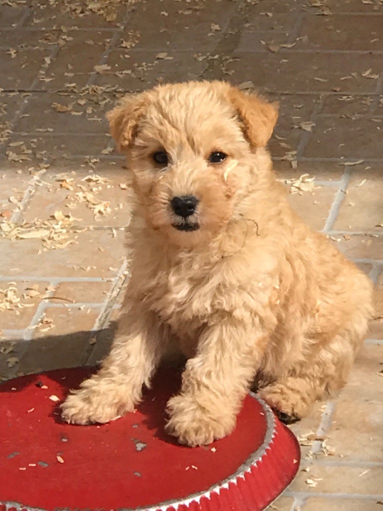 of caniland's dream - Chiots disponibles - Lakeland Terrier