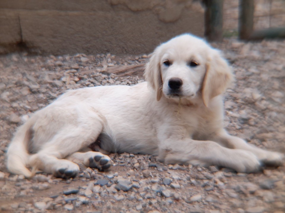 of caniland's dream - Chiots disponibles - Golden Retriever