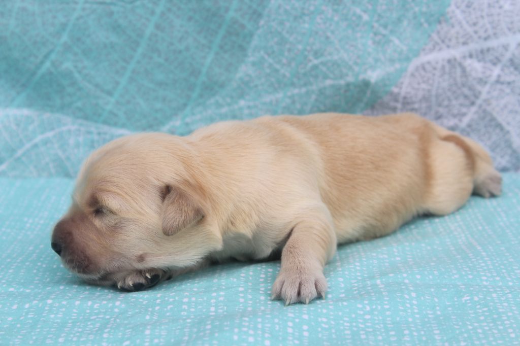 of caniland's dream - Chiots disponibles - Golden Retriever