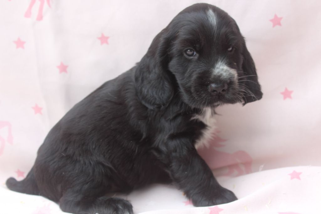of caniland's dream - Chiots disponibles - Cocker Spaniel Anglais